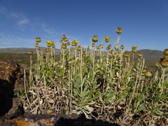 Grindelia chiloensis