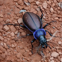 Carabus schoenherri