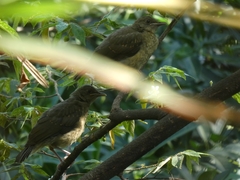 Turdus grayi