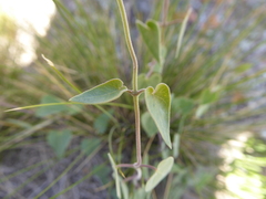 Philibertia gilliesii
