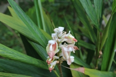 Alpinia maclurei