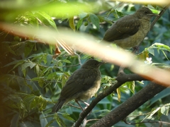 Turdus grayi