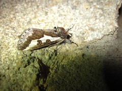 Euscirrhopterus gloveri