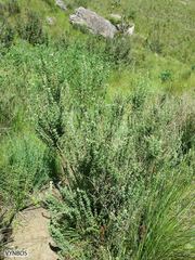 Lotononis lotononoides