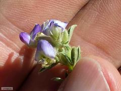 Lotononis lotononoides