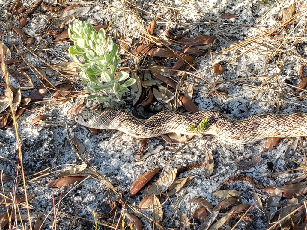 Florida Pine Snake
