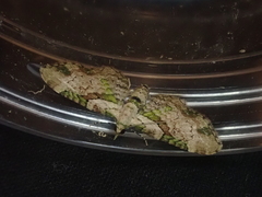 Chloroclystis sphragitis