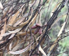 Eucalyptus leptophylla