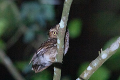 Otus spilocephalus