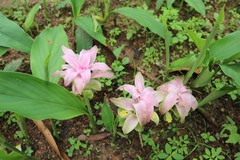 Curcuma aromatica