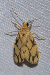 Miltochrista conjunctana