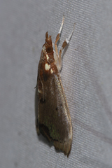 Deanolis sublimbalis