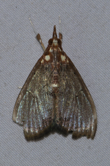 Deanolis sublimbalis