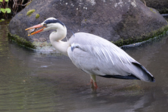 Ardea cinerea