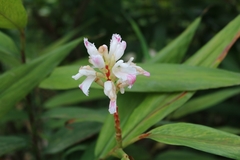 Alpinia oxyphylla