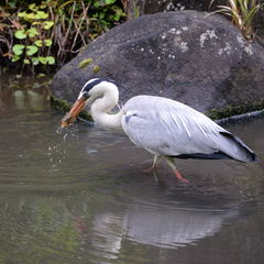 Ardea cinerea