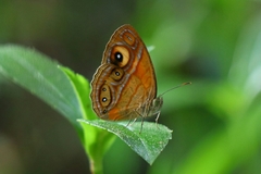 Mycalesis patnia
