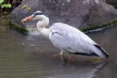 Ardea cinerea