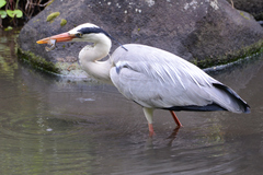 Ardea cinerea
