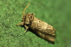 Gluphisia crenata