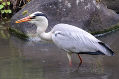 Ardea cinerea