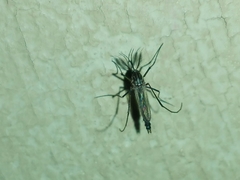 Armigeres subalbatus