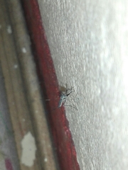 Armigeres subalbatus