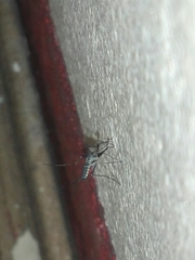 Armigeres subalbatus