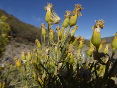 Senecio subulatus erectus