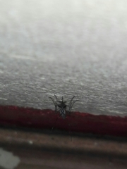 Armigeres subalbatus