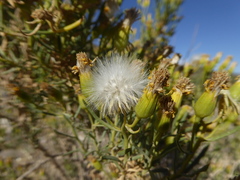 Senecio subulatus erectus