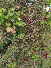 Rhamnus alaternus