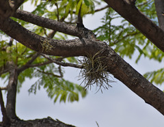 Tillandsia recurvata