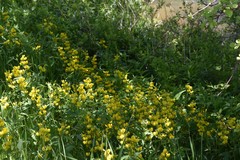 Thermopsis divaricarpa