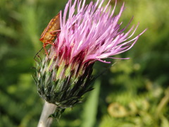 Cirsium filipendulum