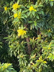Xanthostemon chrysanthus