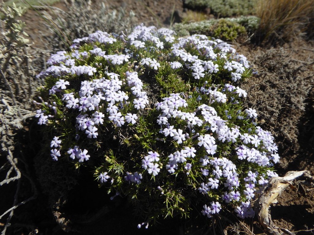 Junellia caespitosa