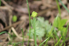 Adoxa moschatellina