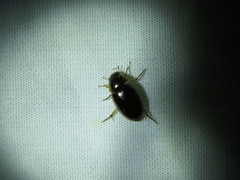 Tropisternus lateralis