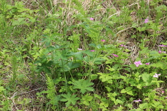Geranium sylvaticum