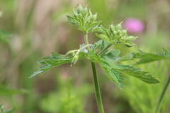 Geranium sylvaticum