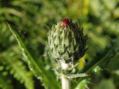 Cirsium filipendulum