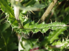 Cirsium filipendulum