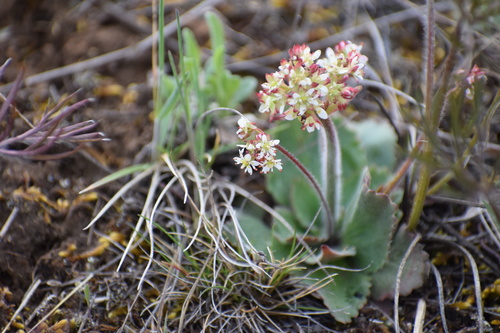 Micranthes reflexa (Micranthes reflexa)