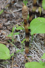 Equisetum arvense