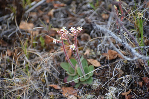 Image of Micranthes reflexa by (c) Syd Cannings, some rights reserved (CC BY)