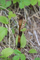 Equisetum arvense