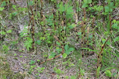 Equisetum arvense