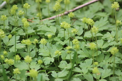 Adoxa moschatellina