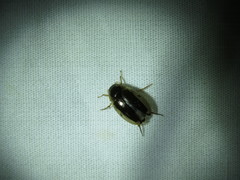 Tropisternus lateralis